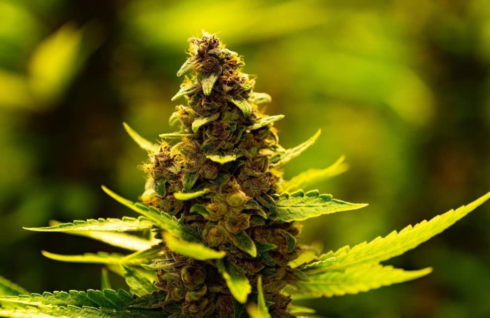 cannabis-plant cannabis-plant