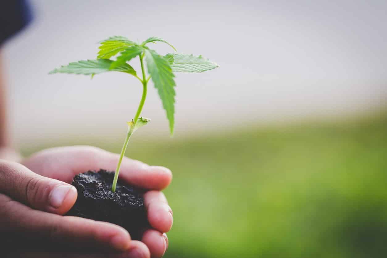 hands-holding-cannabis-plant-in-soil