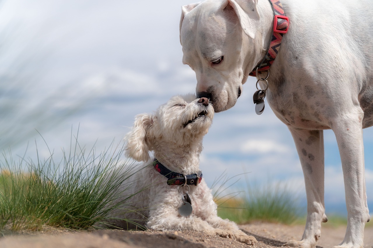 9 Reasons Why CBD Oil Can Help Dogs