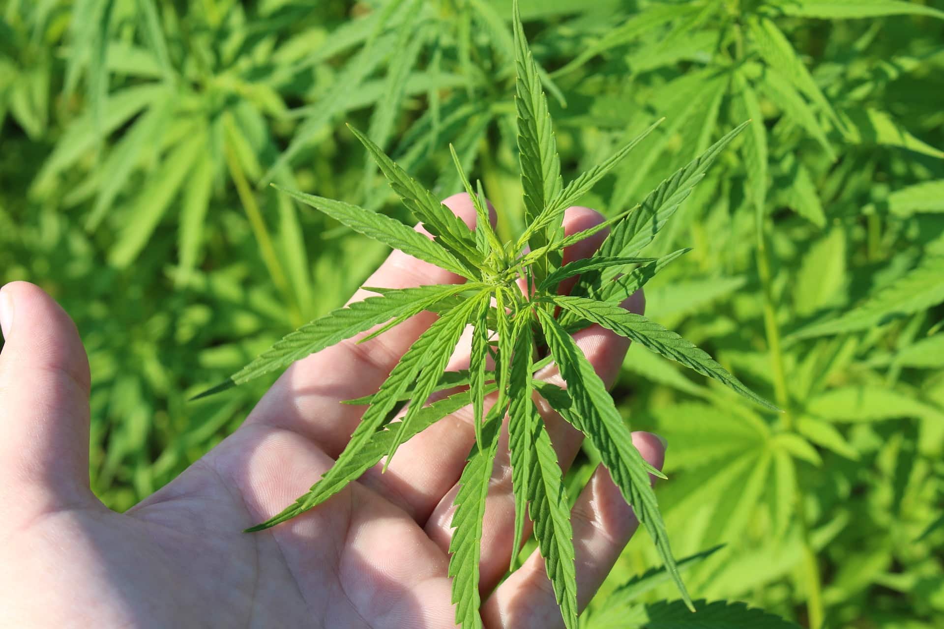 Hemp and Green Building This News Shows the Potential of Hemp in the Construction Sector