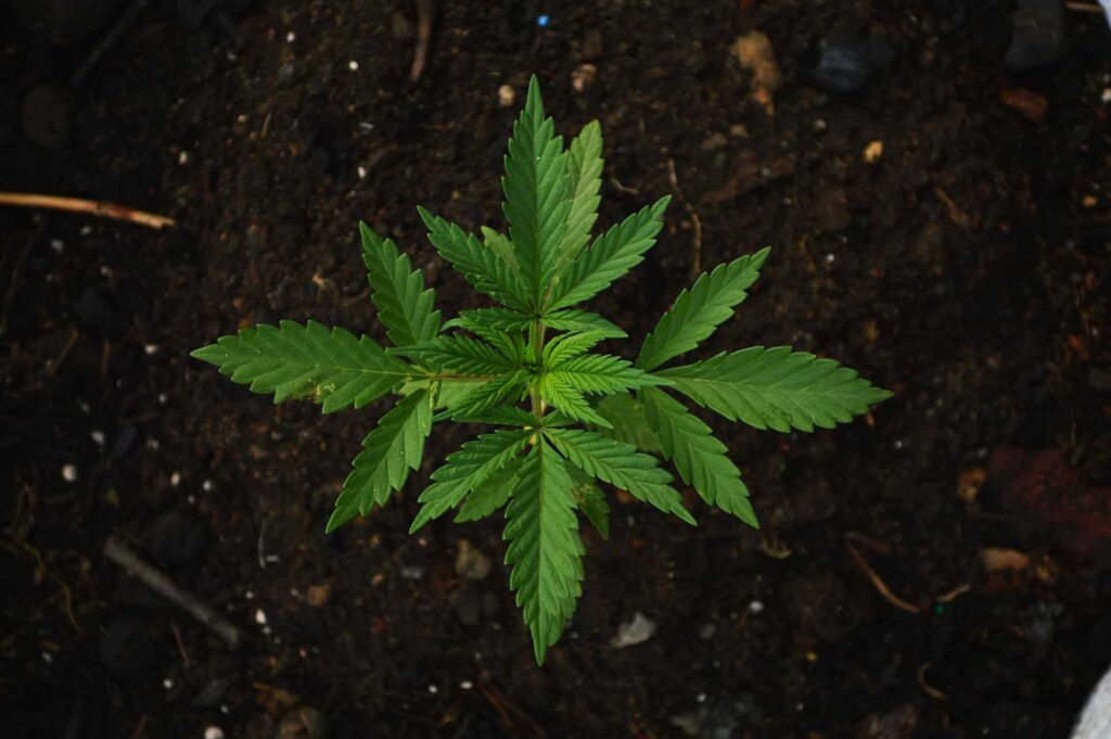 Potentials of Cannabis and Cannabinoids